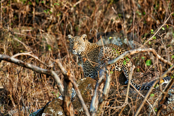 weiblicher Leopard in Serengeti |female leopard in Serengeti|