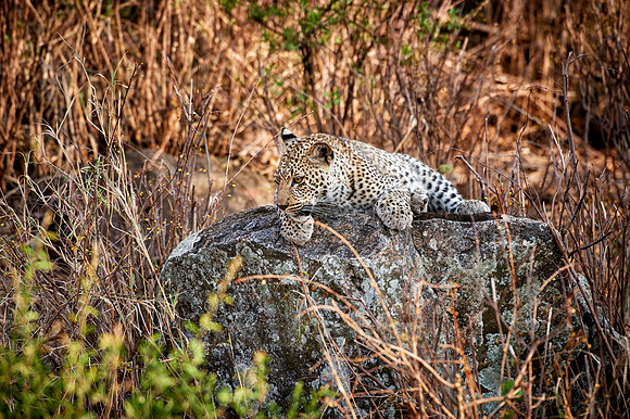leopard cub playing in Serengeti