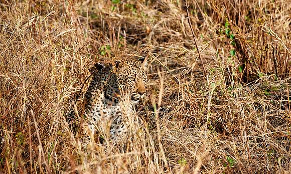 Leopard in Serengeti |leopard in Serengeti|