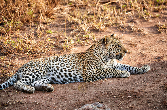 leopard cub playing in Serengeti