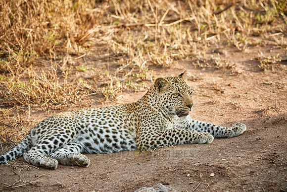 leopard cup playing