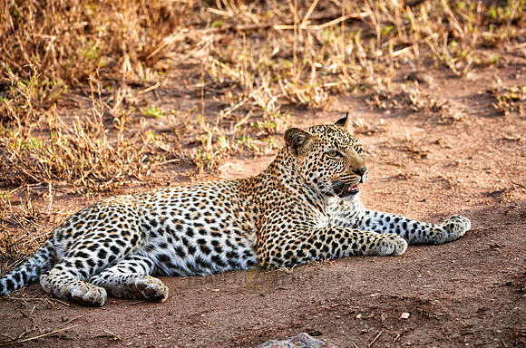leopard cub playing in Serengeti