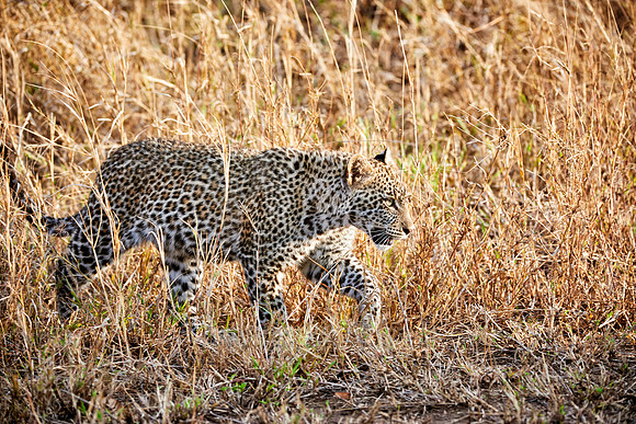 leopard cub playing in Serengeti