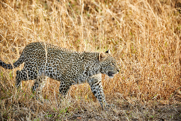 leopard cup playing