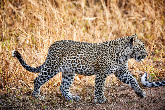 leopard cub playing in Serengeti