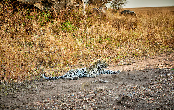 leopard cub playing in Serengeti