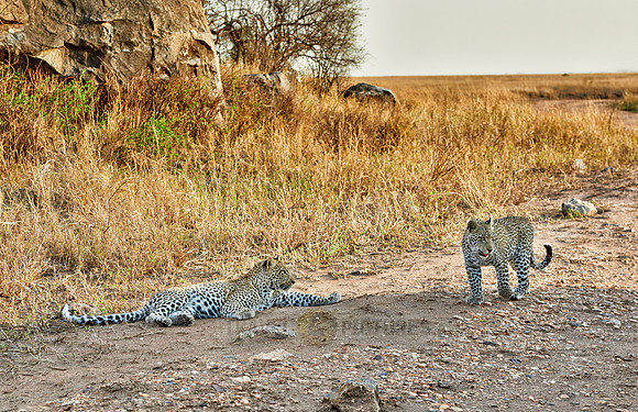 leopard cup playing
