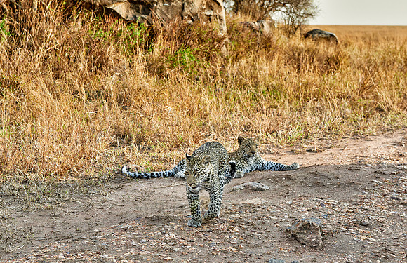 leopard cub playing in Serengeti