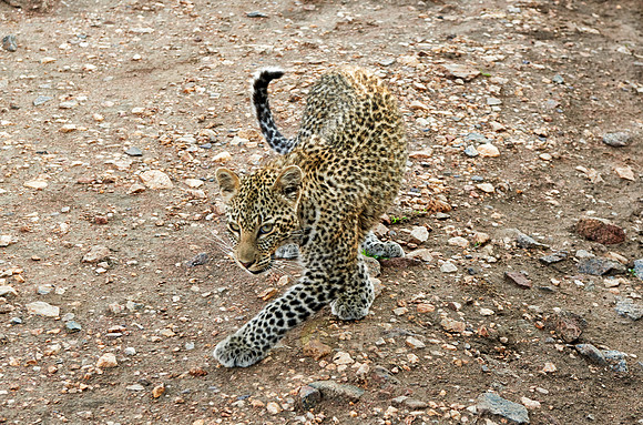 leopard cub playing in Serengeti