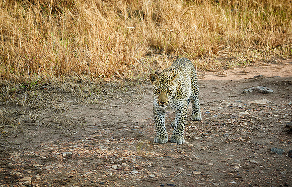 leopard cub playing in Serengeti