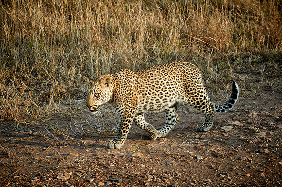 leopard cub playing in Serengeti