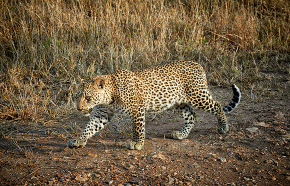 leopard cub playing in Serengeti