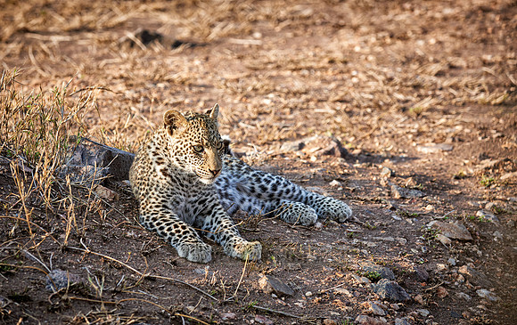 leopard cub playing in Serengeti
