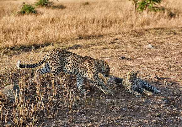 leopard cub playing in Serengeti