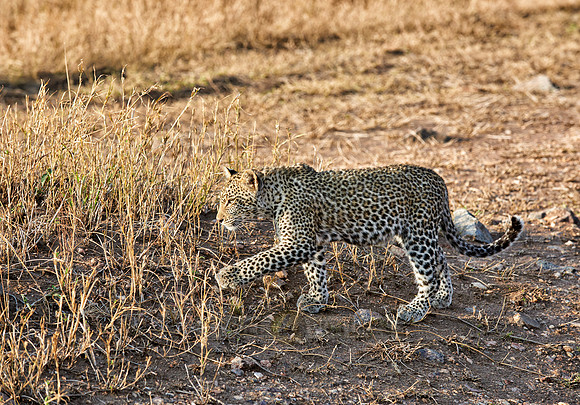 leopard cub playing in Serengeti