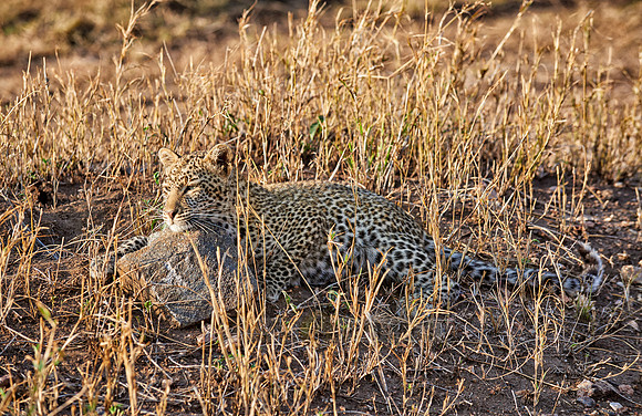 leopard cub playing in Serengeti