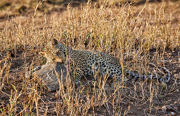 leopard cub playing in Serengeti