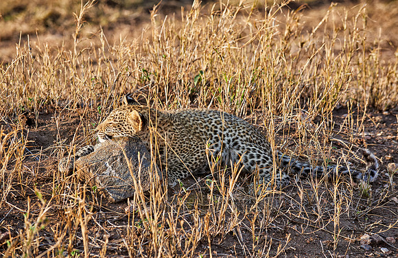 leopard cub playing in Serengeti