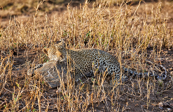 leopard cub playing in Serengeti