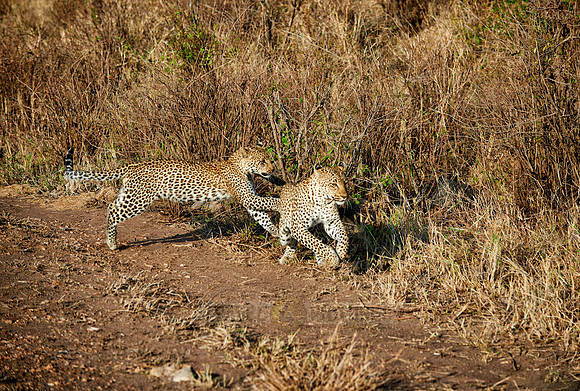 leopard playing with cub in Serengeti