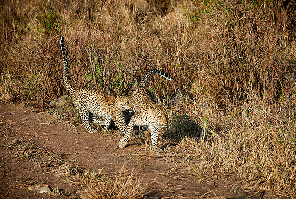 leopard playing with cub in Serengeti