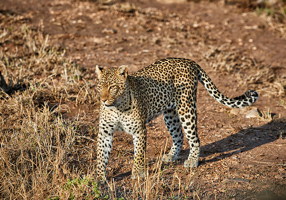 leopard playing with cub in Serengeti