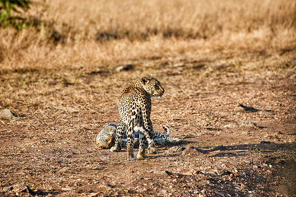 leopard playing with cub in Serengeti