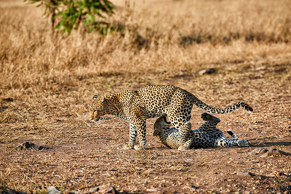 leopard playing with cub in Serengeti