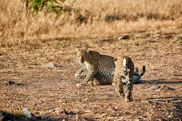 leopard playing with cub in Serengeti