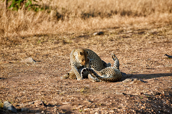 leopard playing with cub in Serengeti