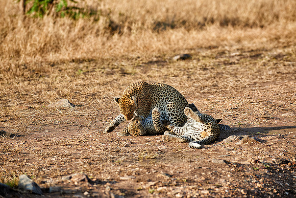 leopard playing with cub in Serengeti