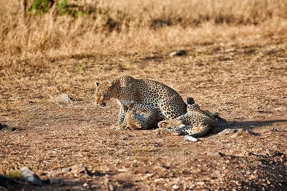 leopard playing with cub in Serengeti