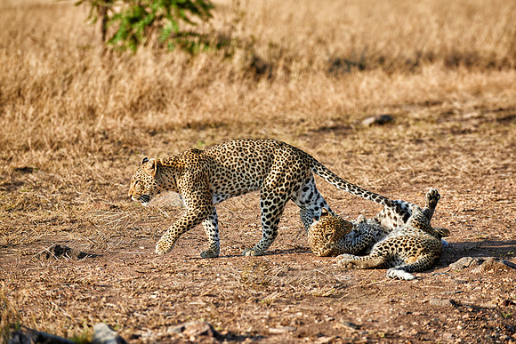 leopard playing with cub in Serengeti