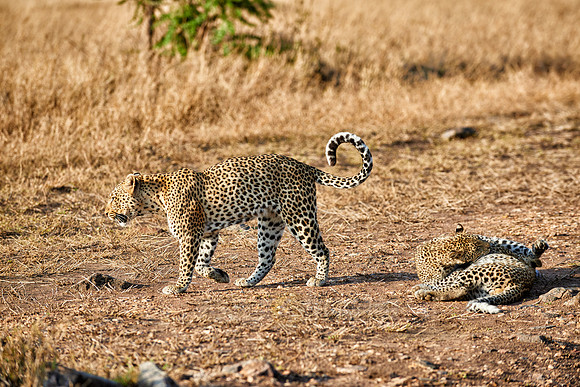 leopard playing with cub in Serengeti