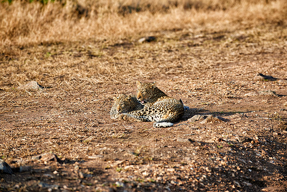 leopard playing with cub in Serengeti