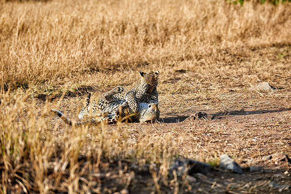 leopard playing with cub in Serengeti