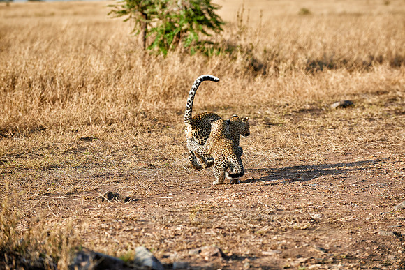 leopard playing with cub in Serengeti