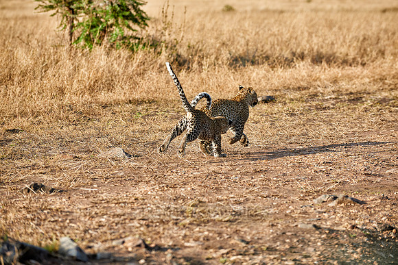 leopard playing with cub in Serengeti