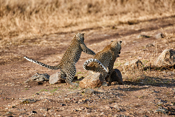 leopard playing with cub in Serengeti