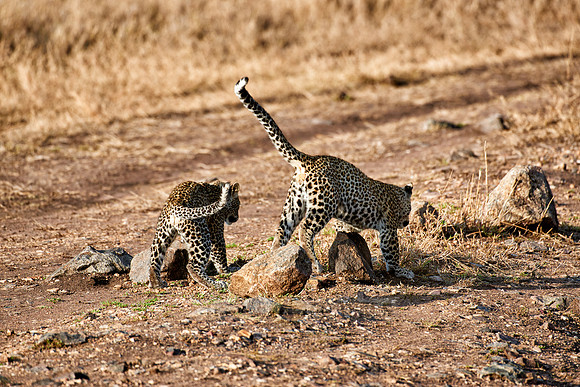 leopard playing with cub in Serengeti