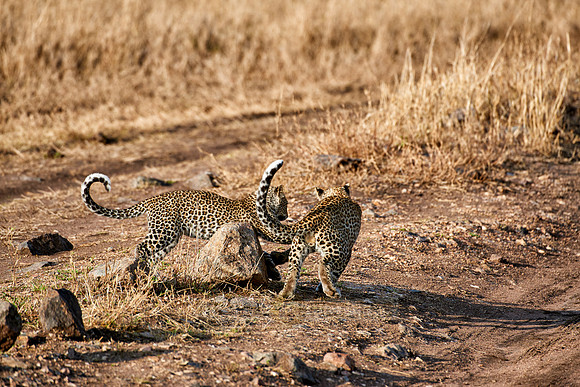leopard playing with cub in Serengeti