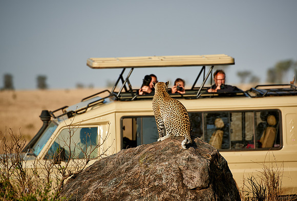 female leopard in Serengeti