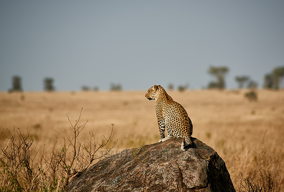 female leopard in Serengeti