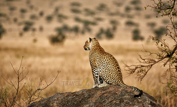 female leopard in Serengeti