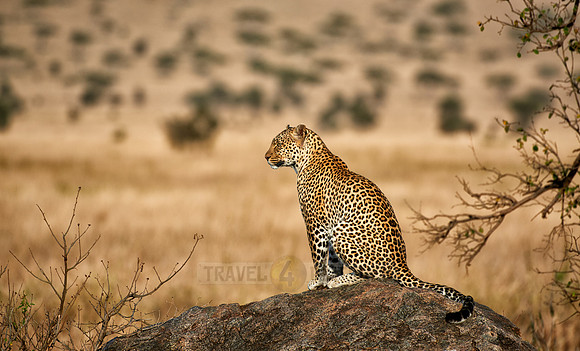 female leopard in Serengeti