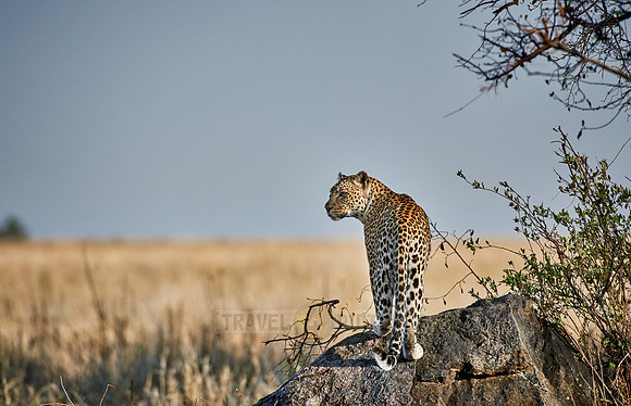 female leopard in Serengeti