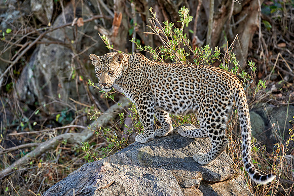 female leopard in Serengeti