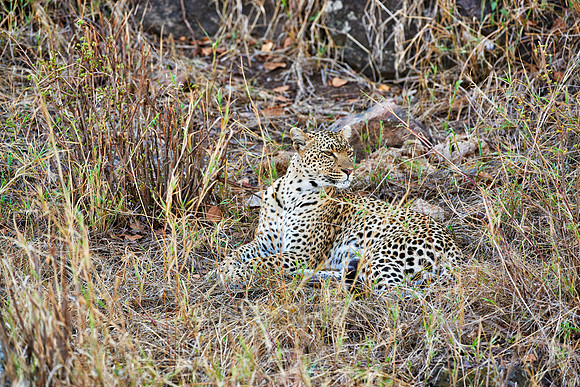 female leopard in Serengeti