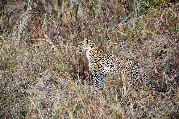 female leopard in Serengeti