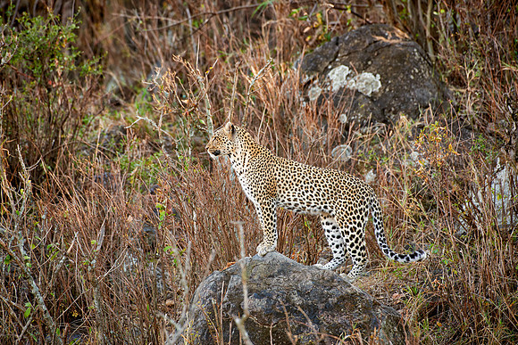 female leopard in Serengeti